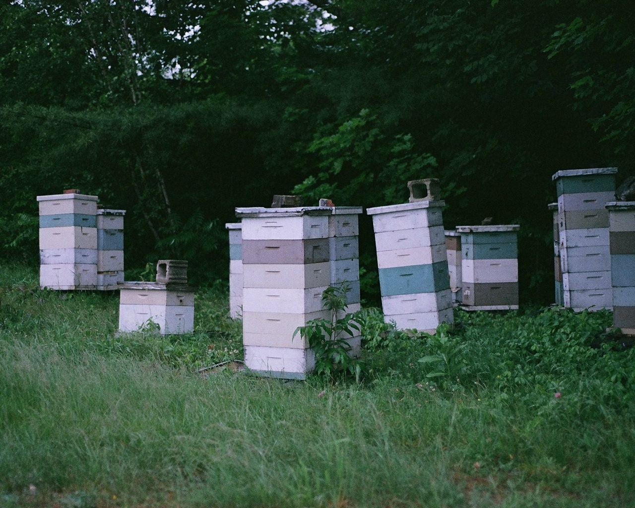 Beehives - 8 by 10 print