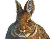 Furry Cottontail Rabbit, Print 8x10 Inches