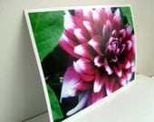original fine art photograph -- Dahlia nature inspired 5x7 inch print