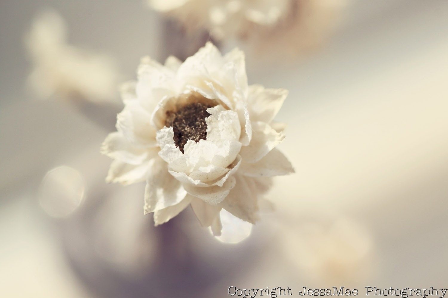 Shabby Chic Floral Photography Print - Winter White - (14x11) - Cream Beige White Brown Neutral Shabby Chic Flower Photography - JessaMaePhoto