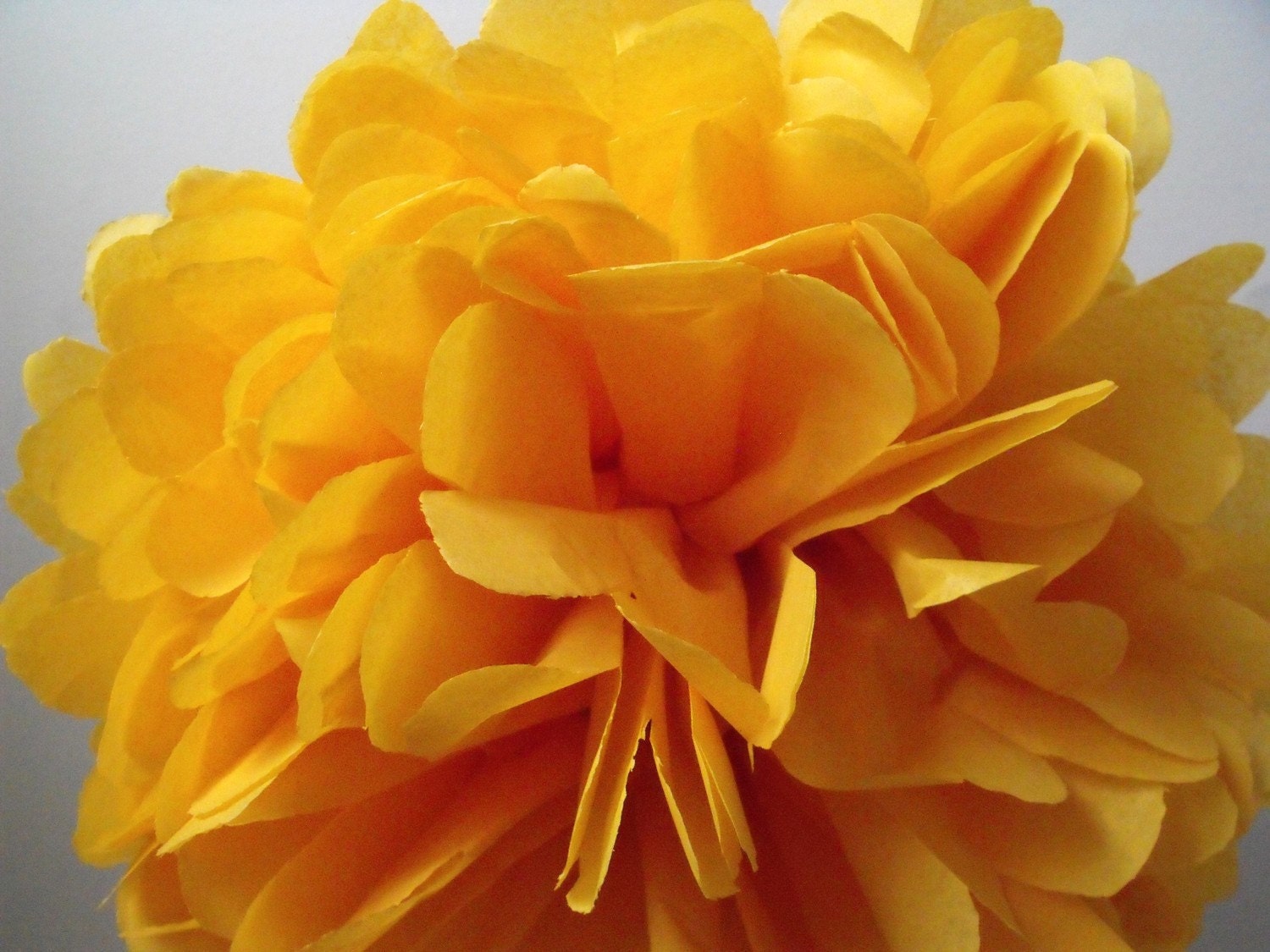 Goldenrod ... 1 Pom Il_170x135