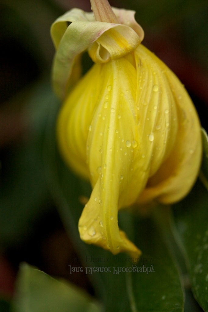 Soft Rain on Golden Primrose - mounted nature photograph, ready to hang 10" x 15" serene art print