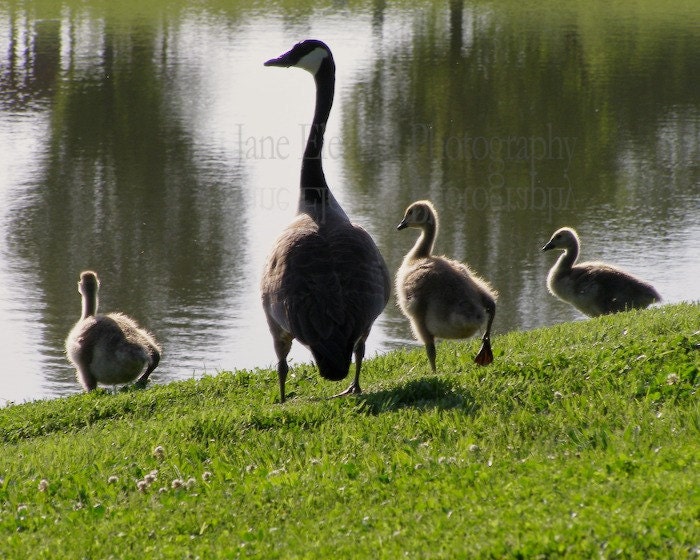 Their First Dip - nature photograph 5" x 7" Canada Geese family photo, soft luster finish in stock