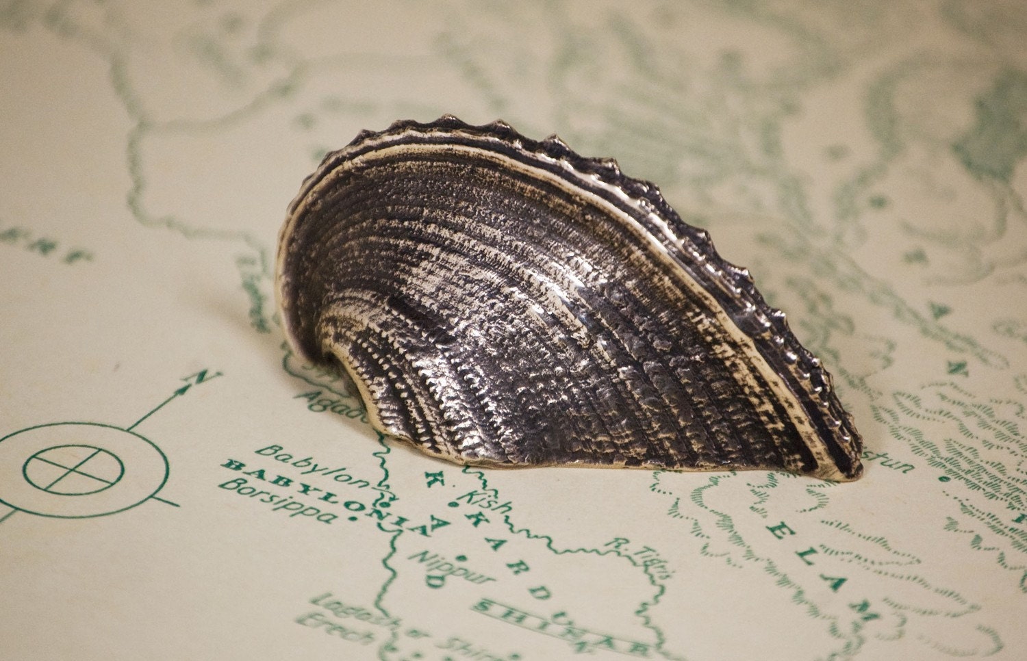 Seashell in Cast Bronze- Corculum Cardissa