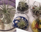 SALE-Tillandsia Bowl- Create your own