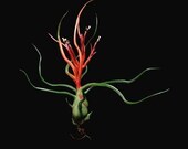 Tillandsia bulbosa- Air Plant