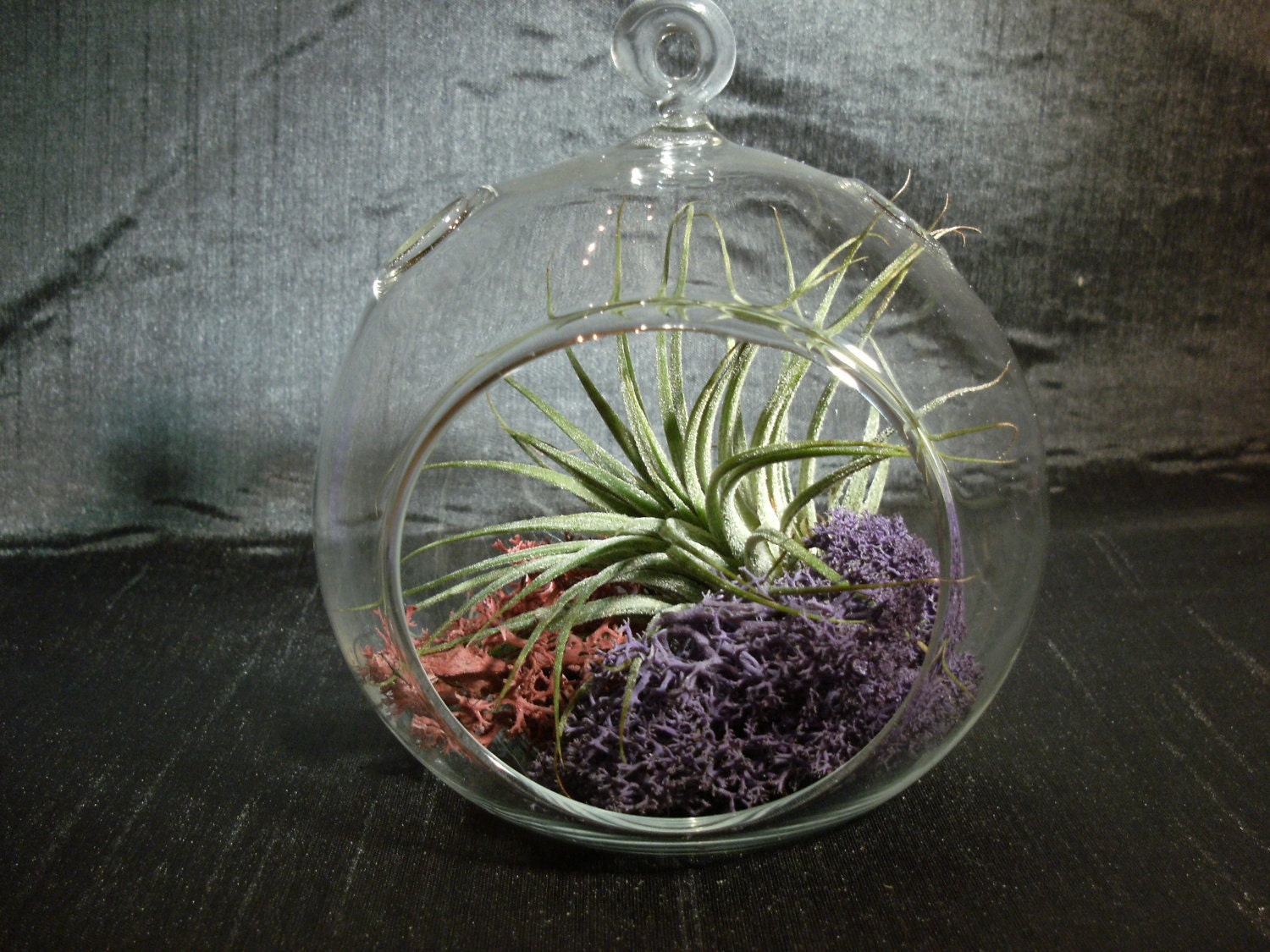 Small Hanging Air Plant Terrarium -Your Choice of Moss Colors- 4.5 inches
