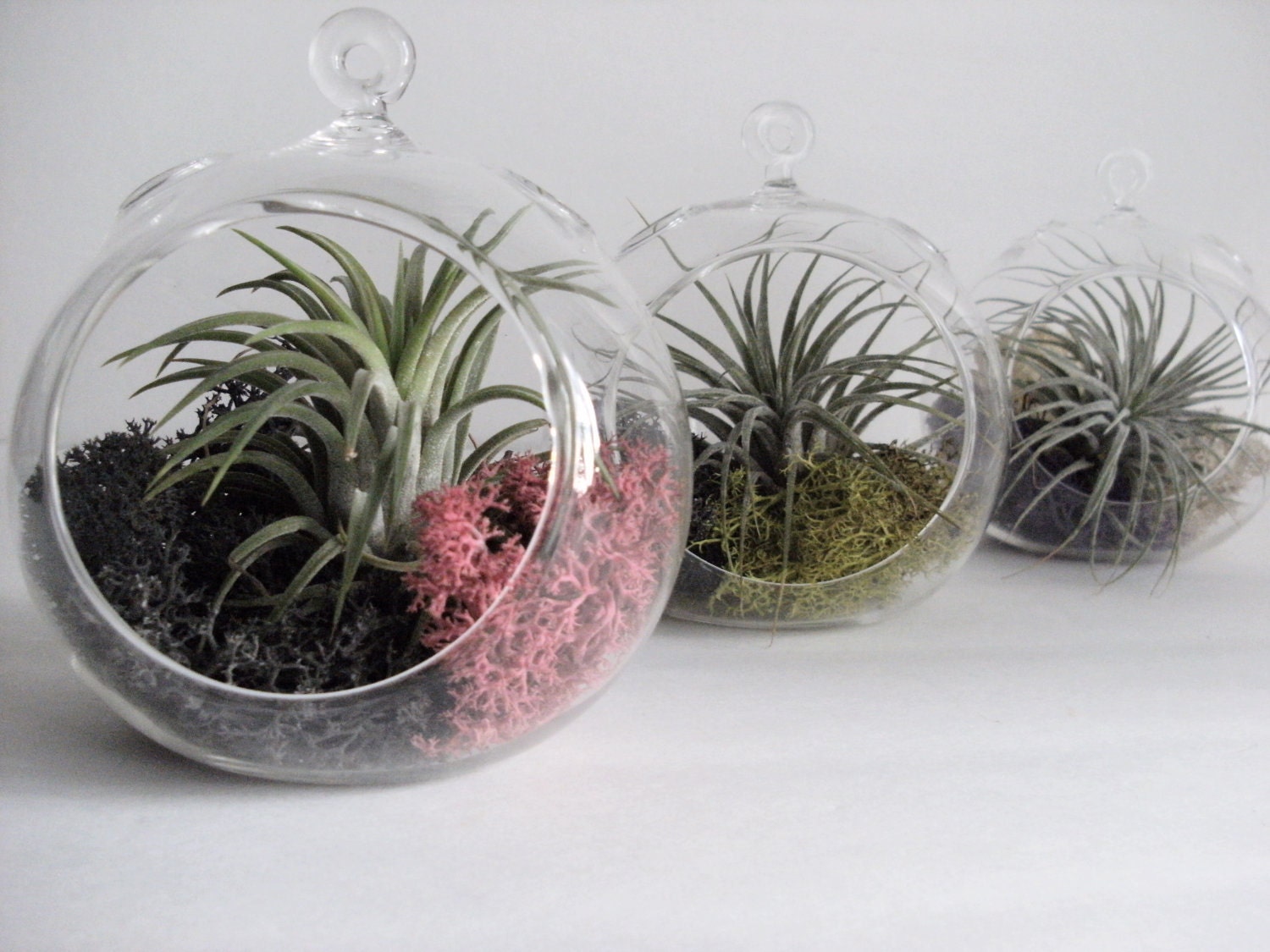 Small Hanging Air Plant Terrarium -Your Choice of Moss Colors- 4.5 inches