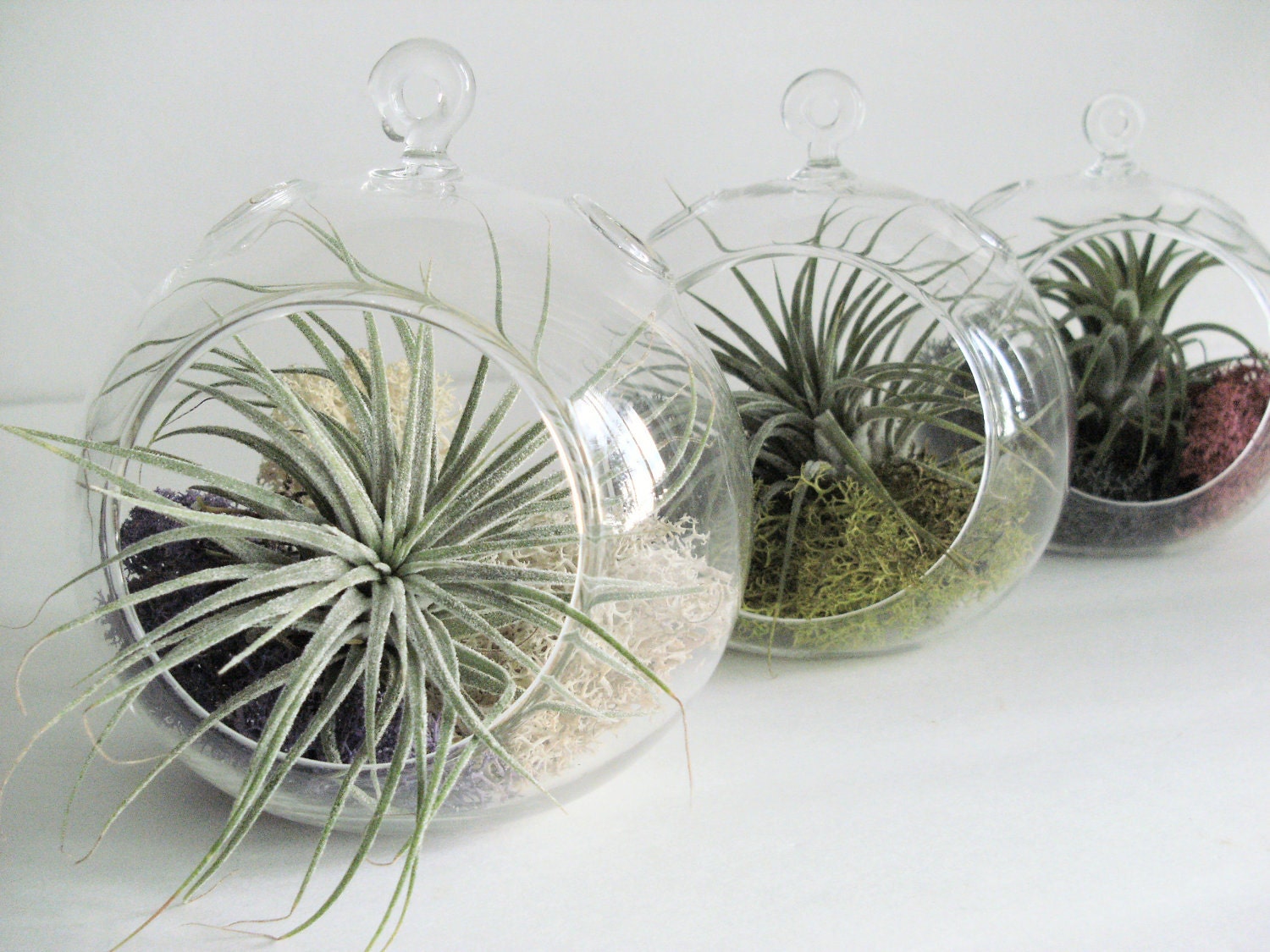 Set of 3 Small Glass Terrariums with moss and air plants