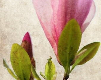 Magnolia Flower Blossom Botanical Nature Pink - 5 x 7 art print by Dawn Smith