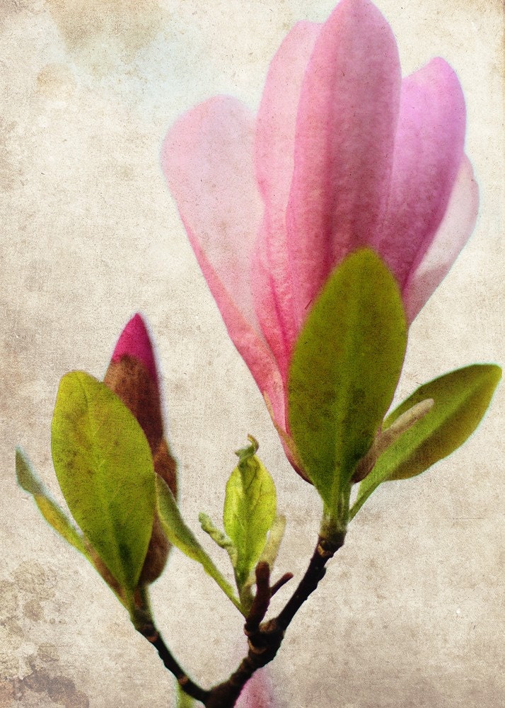Magnolia Flower Blossom Botanical Nature Pink - 5 x 7 art print by Dawn Smith