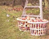 Fruit of the Spirit