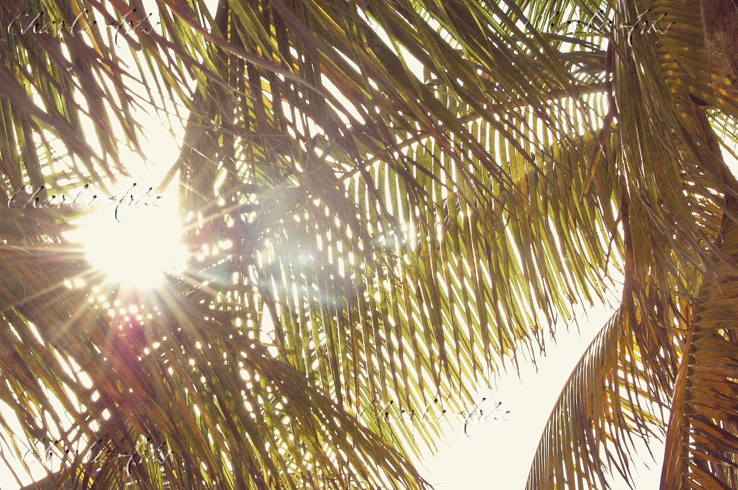 Sun Through Palms