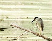 Bird photography, reclaimed poplar wood panel, 8x8 photo