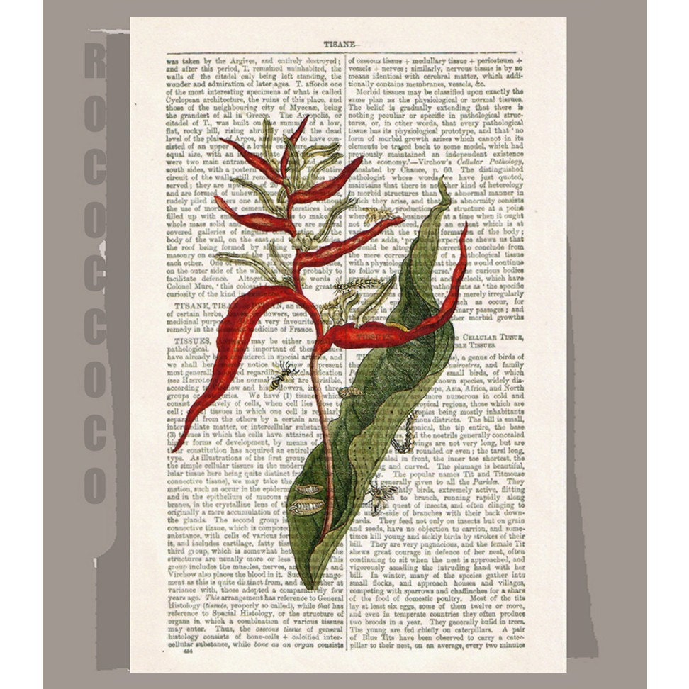 BOTANICAL2 Artwork on a page from vintage Dictionary -Upcycled Book Print