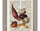 Antique French VEGETABLES/ Red ONION - Artwork on a page from vintage Dictionary -Upcycled Book Print