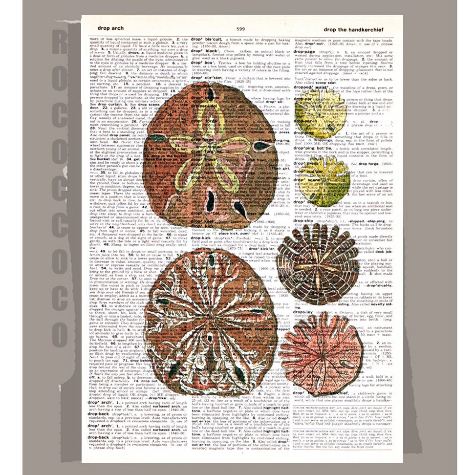 Beautiful SAND Dollar2  - ARTWORK  printed on Repurposed Vintage Dictionary page 8 x11 -Upcycled Book Print