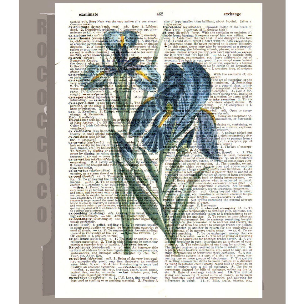 Beautiful IRIS Artwork on a page from vintage Dictionary -Upcycled Book Print