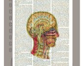 The Brain1 - 1898 Antique ARTWORK printed on Repurposed Vintage Dictionary page 8x10 -Upcycled Book Print