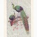 PEACOCK - ARTWORK printed on Repurposed Vintage Dictionary page -Upcycled Book Print