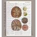 Beautiful SAND Dollar2  - ARTWORK  printed on Repurposed Vintage Dictionary page 8 x11 -Upcycled Book Print