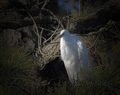Nature photography Great Egret 8X10