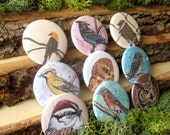 Beautiful Birds - Set of 9 Magnets - 1.5"