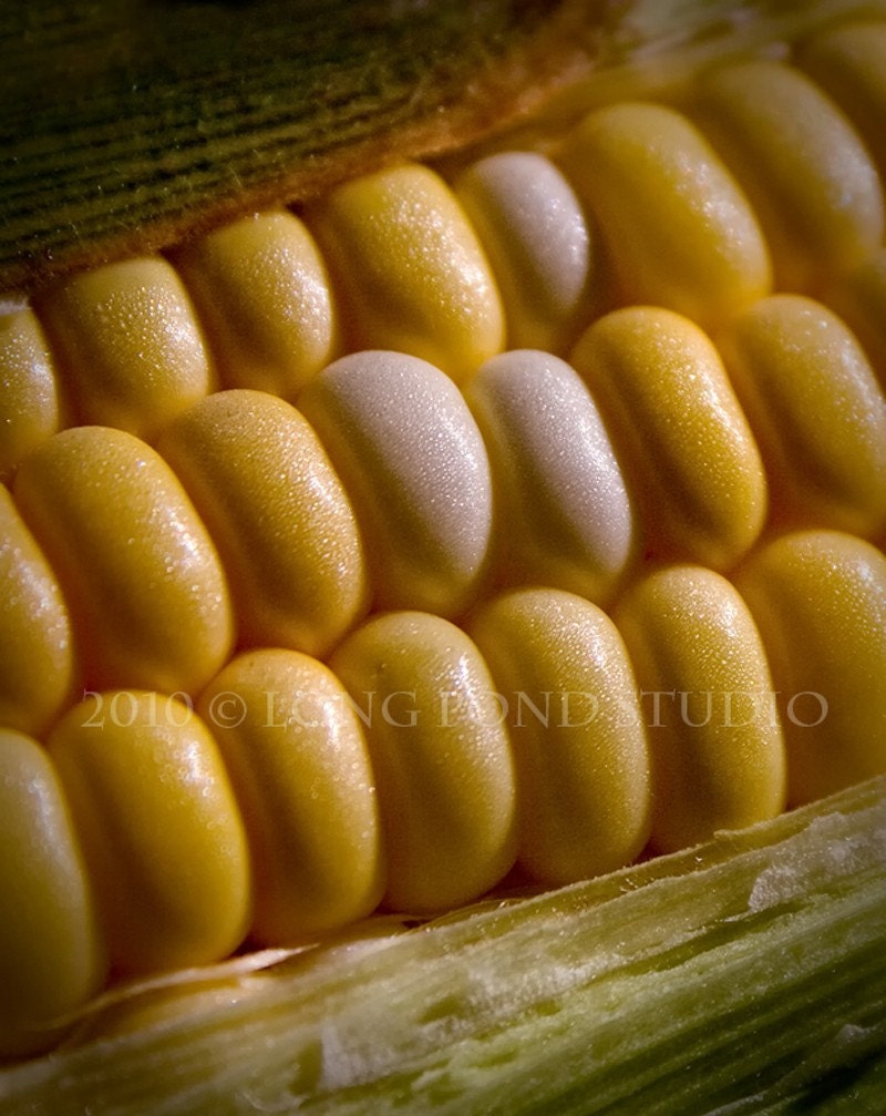 Corn Macro, 8x10" photograph