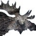 Moose Silhouette In Bark, Wall Art Decor : Woodland Animal Photography - Rustic Lodge & Home, Natural Boys Room, Nursery