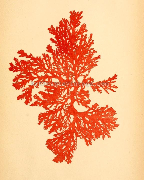 Sea Life Print 8x10 Beach House Decor Vintage Illustration - Ocean Coastal Art Print No.P245