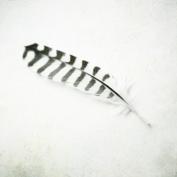 Feather - Black and White Photography striped feather photograph 5x5