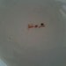 Vintage English Asian Style Saucer, with Chicken Cock & Monogram