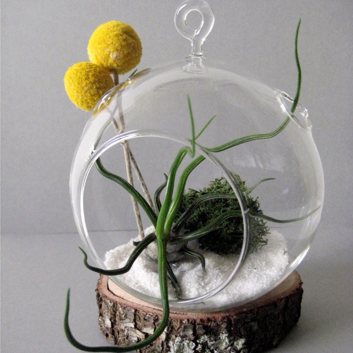 Tillandsia and Billy Buttons Hanging Terrarium