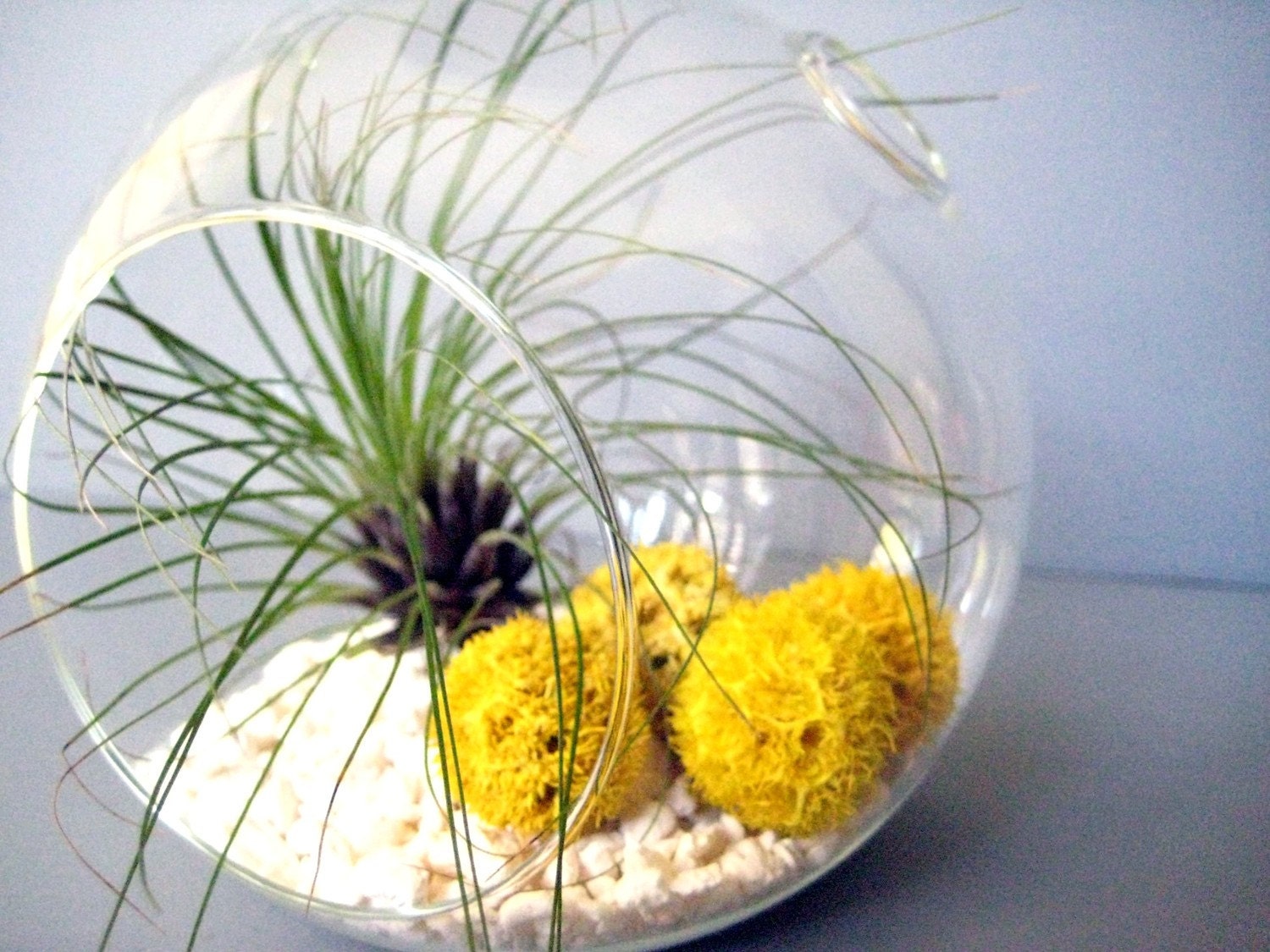 Yellow Filifolia Terrarium