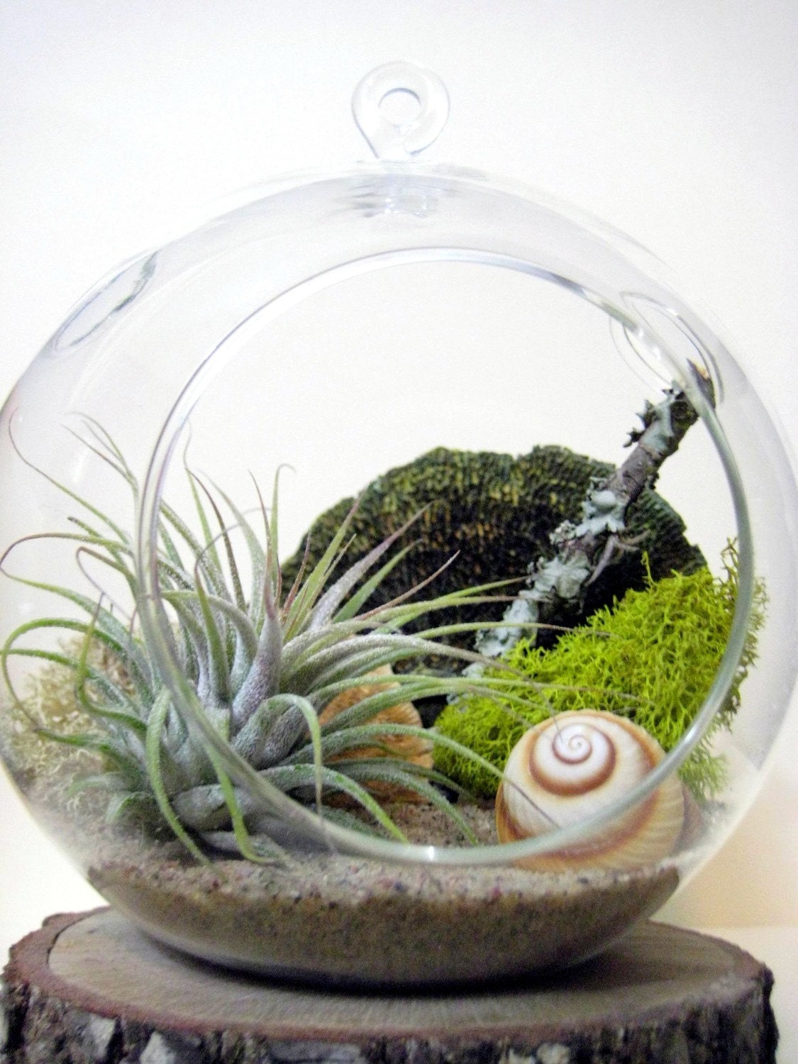 Spiral Air Plant Terrarium