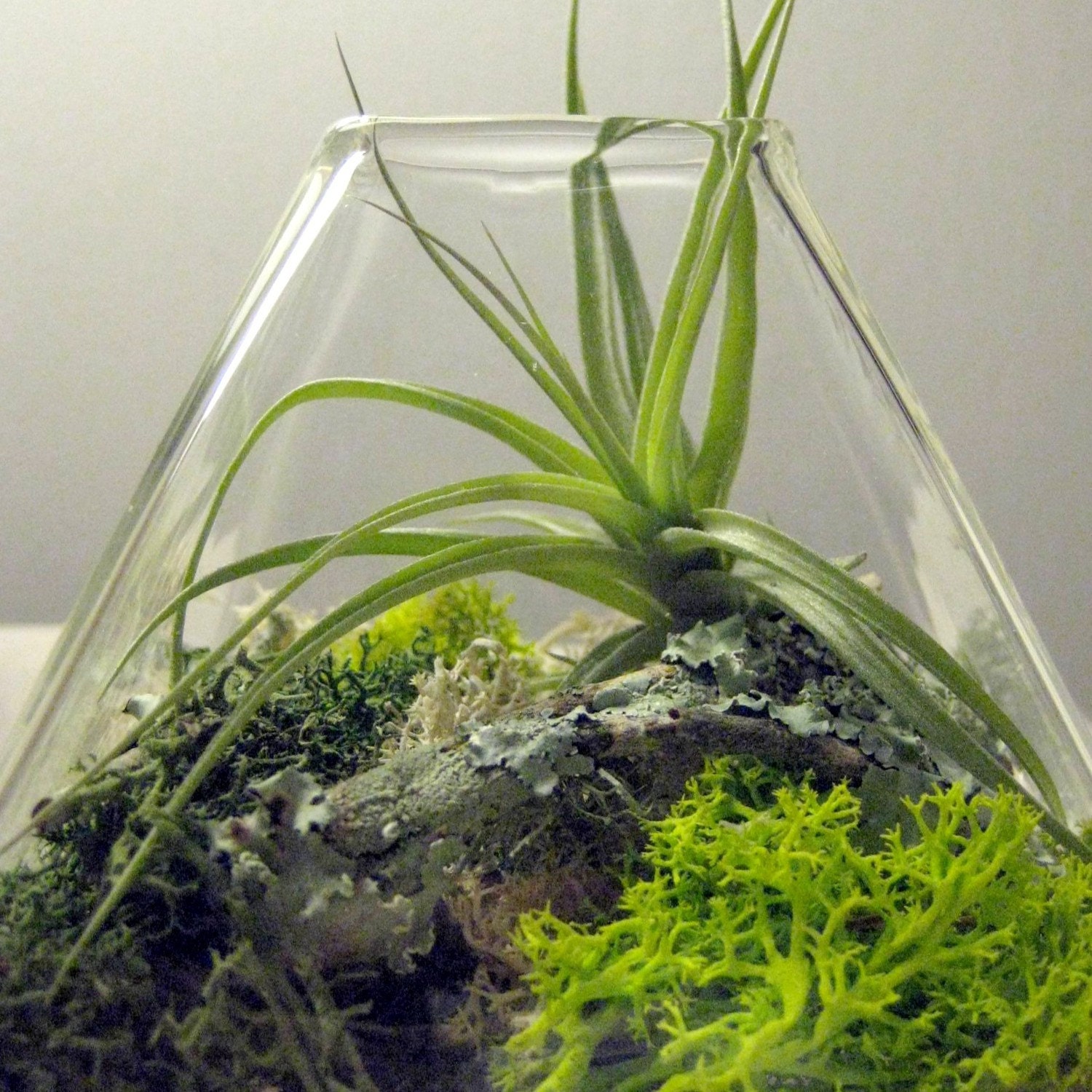 Medium Pyramid Tillandsia Terrarium