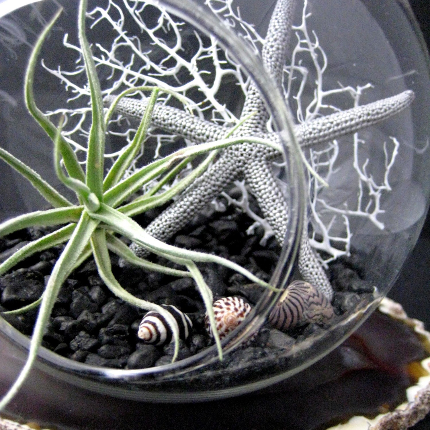 Black and White Air Plant Terrarium