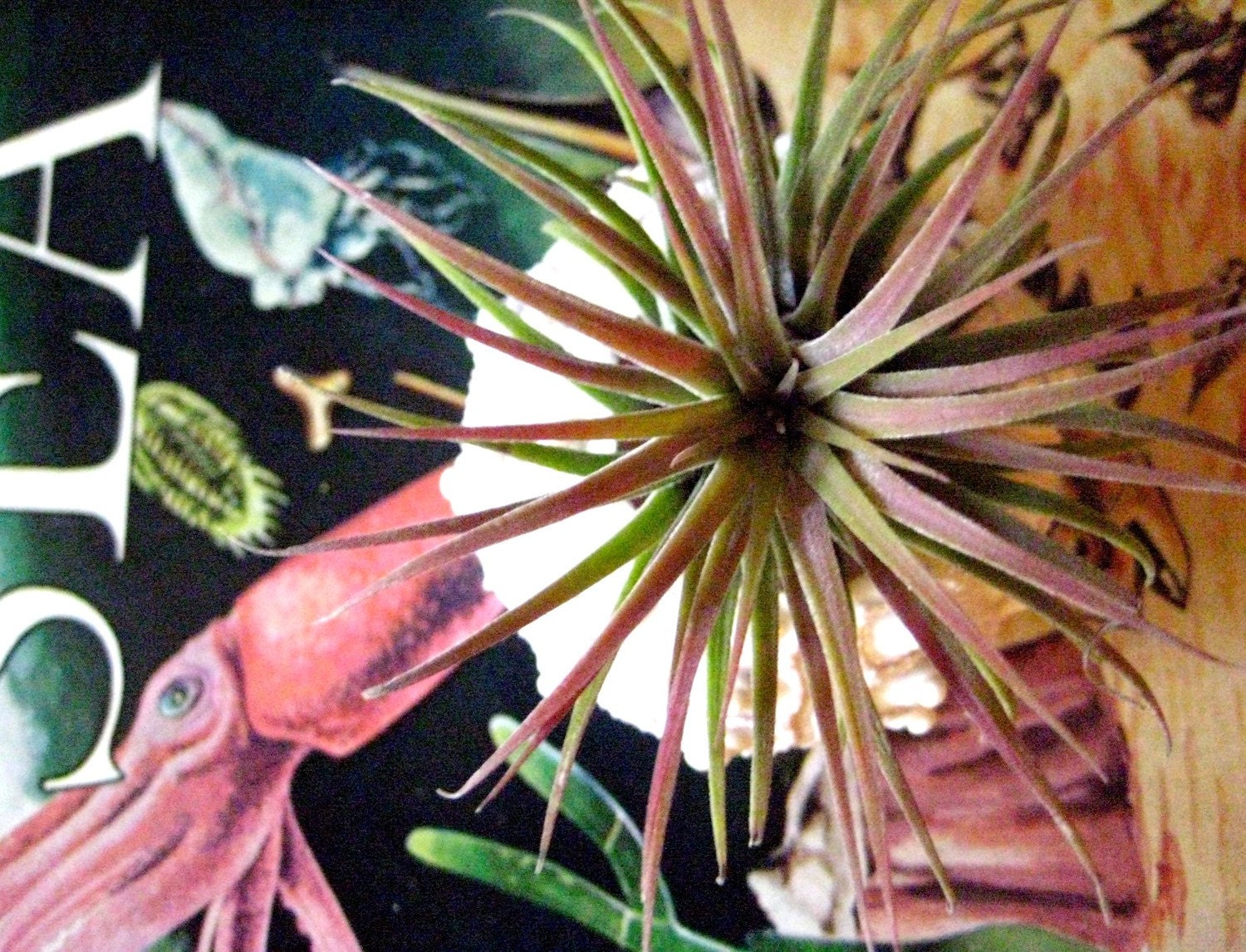 Sea Urchin Air Plant