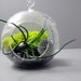 Bulbosa and Echinops Terrarium
