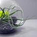 Bulbosa and Echinops Terrarium