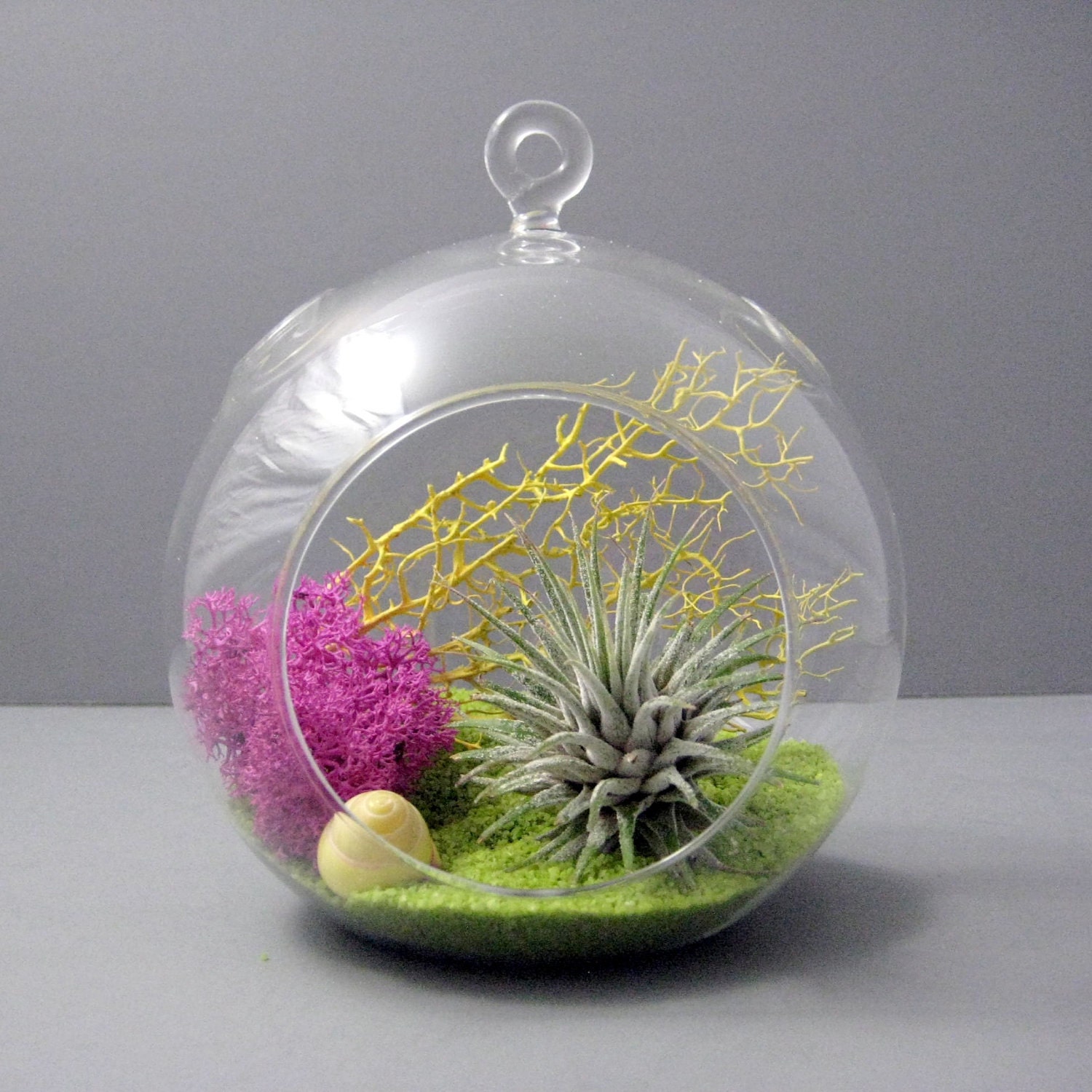 Lime // Air Plant Terrarium