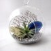 Blue Agate Air Plant Terrarium
