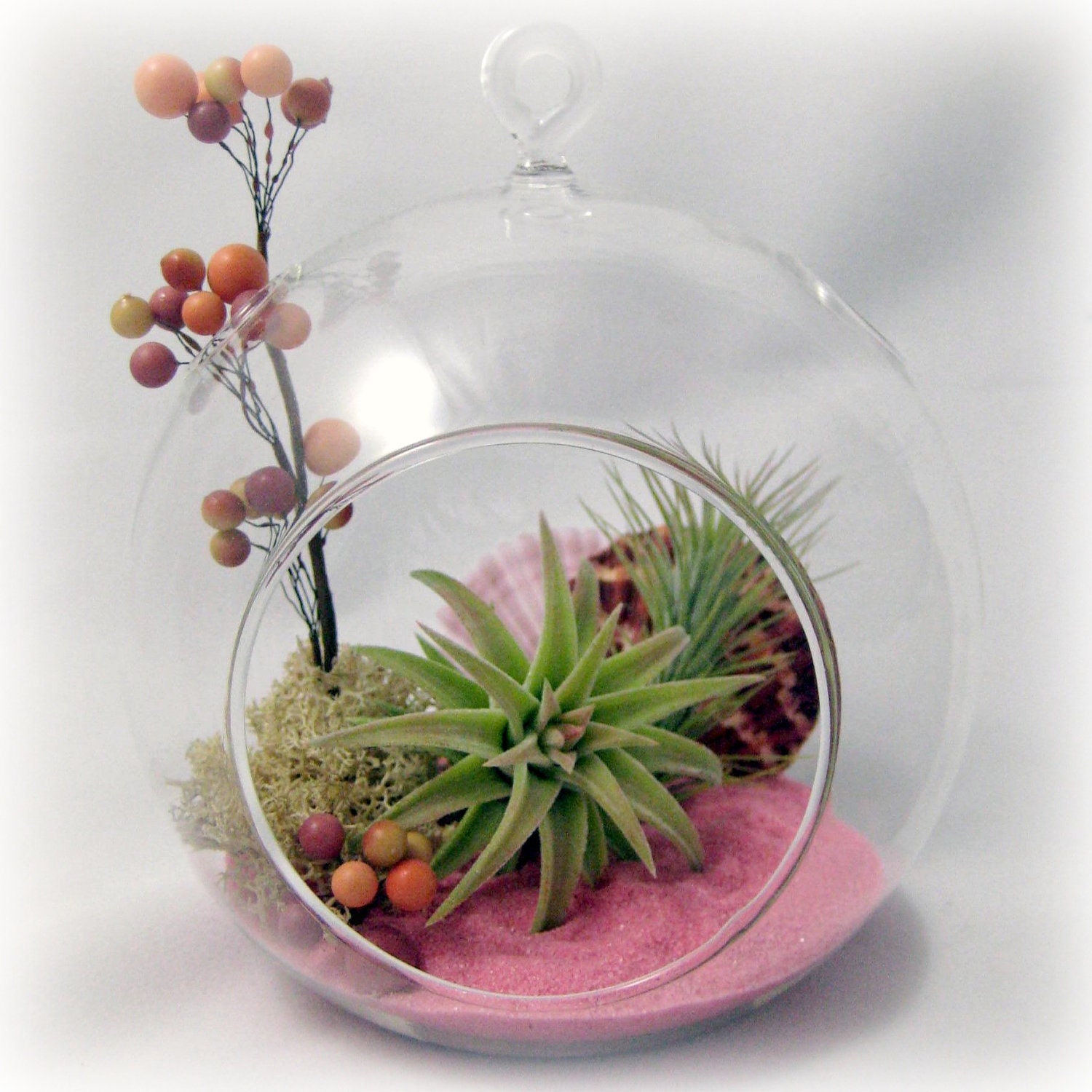 Pink Sand Tillandsia Terrarium
