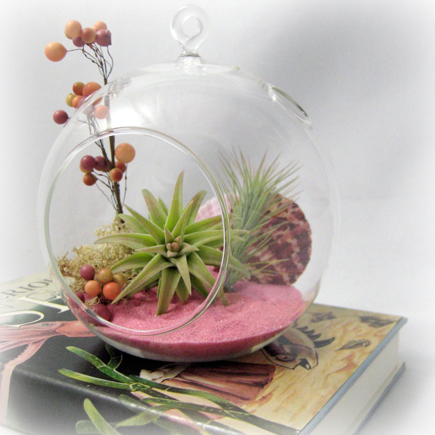 Pink Sand Tillandsia Terrarium