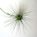 Tillandsia filifolia // Air Plant