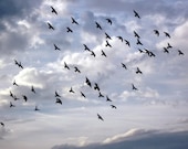 9/11 Tribute  Photograph, Flock of  Birds, "United",10 x 8, Symbol Of  Unity, Strength, And Courage, On Etsy's Front Page - LovesParisStudio