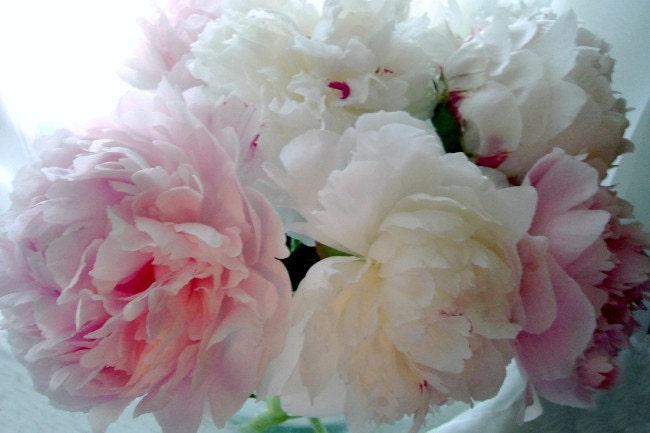 Summer Decor Flowers Photograph Peonies SHABBY CHIC, 12 x 8, "Blushing Pink And White  Peonies",  Featured On Etsy's Front Page
