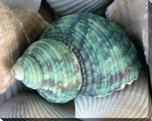 Seashells Photograph Ocean Aqua Seashell Canvas Gallery Wrap Print, LIFE'S A  Beach, Dive Into The Water - LovesParisStudio
