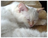 White Kitten Sleeping, Honey Ragdoll Catnap, 10 x 8,  Nursery. Children's Room
