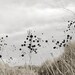 Winter Walk: Chorus, giclee photo print
